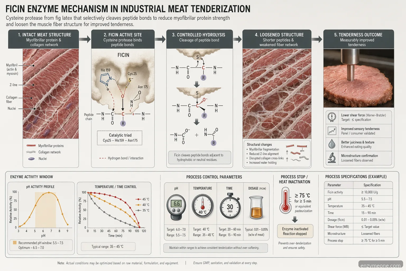 ficin enzyme för industriell köttmörning, diagram som visar proteinklyvning vid kontrollerat pH och temperatur