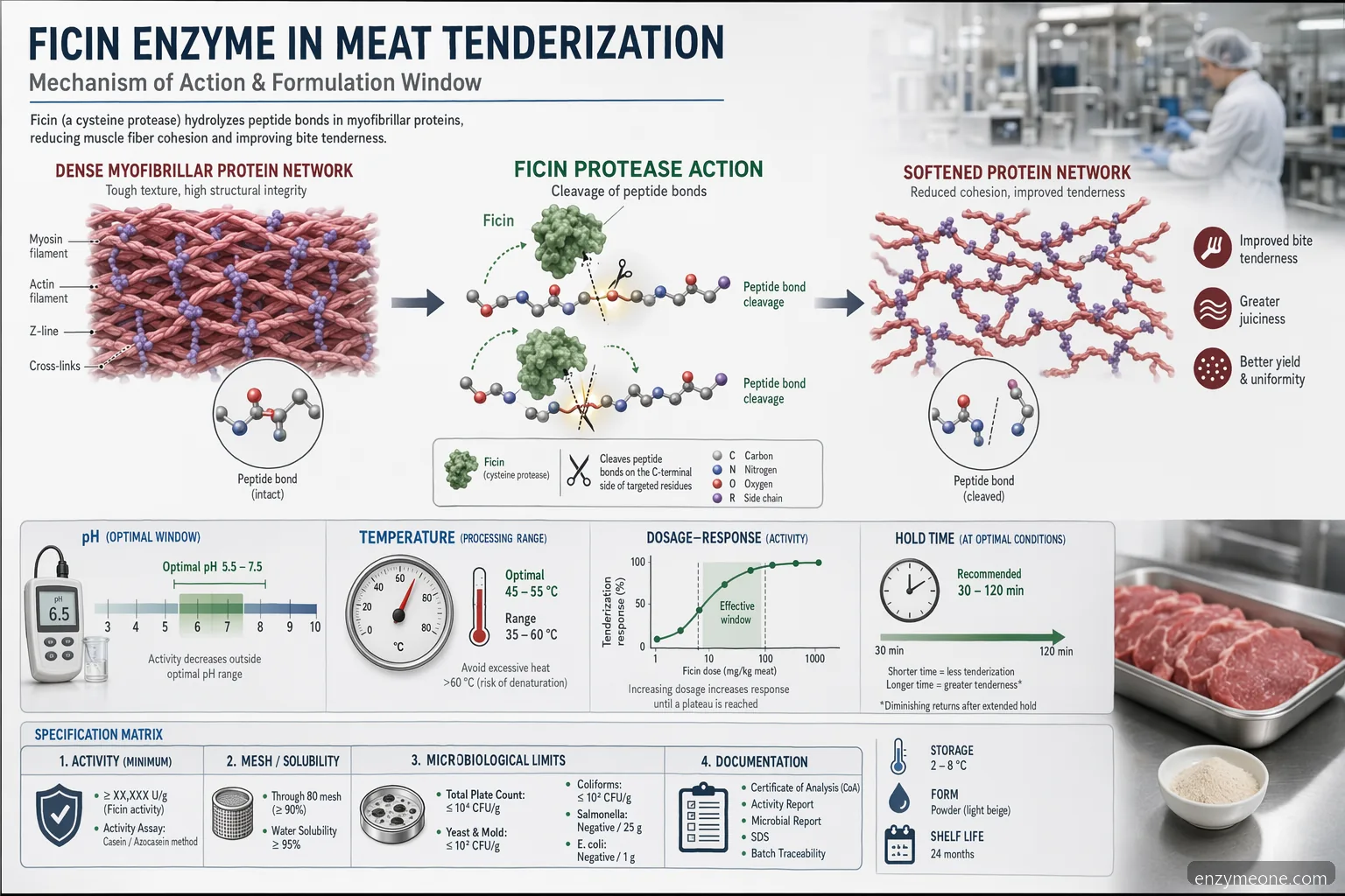 ficin enzyme til mørning af kød, mekanisme der viser proteinnedbrydning, pH-temperaturvinduer og dosisrespons