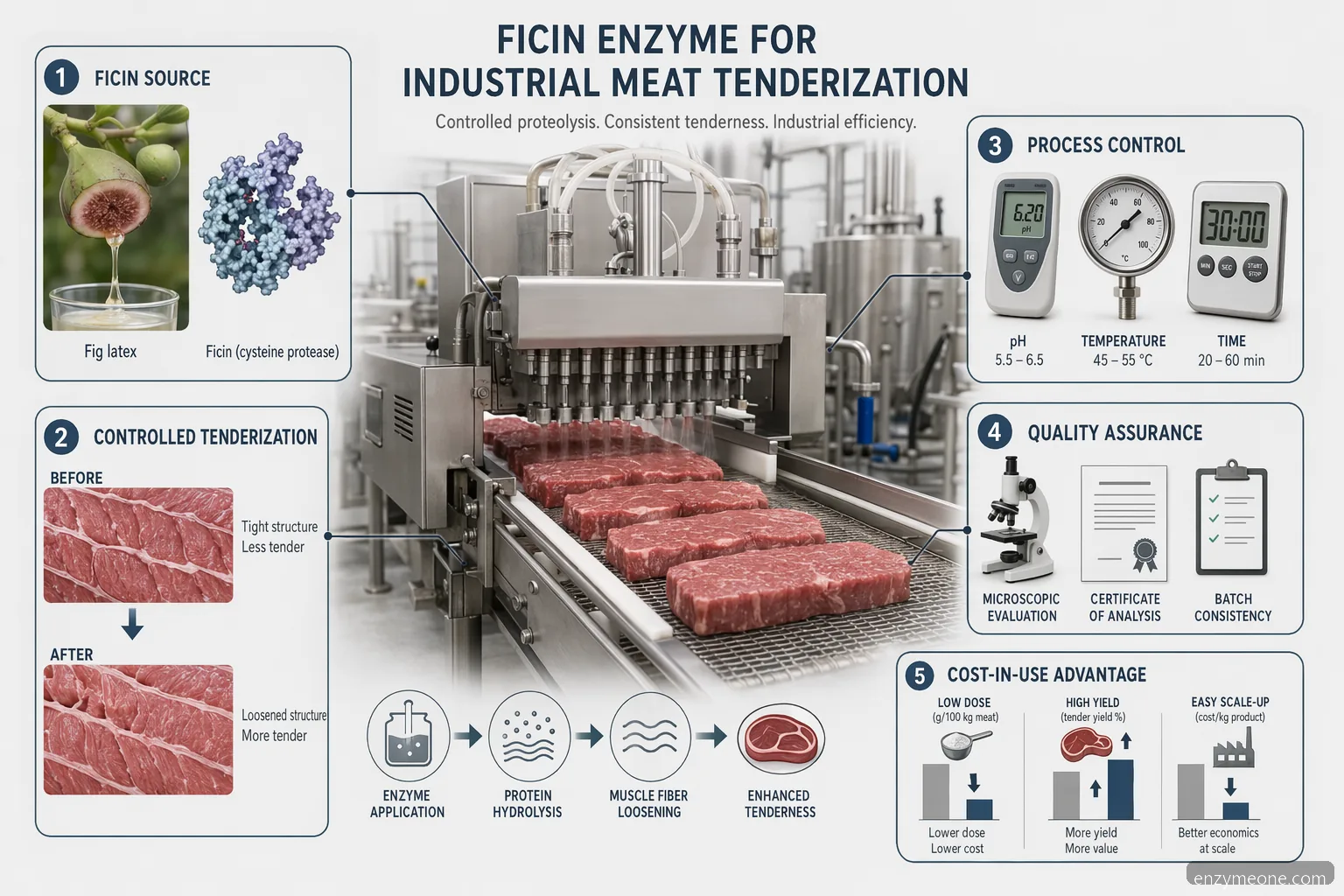 ficin enzyme för industriell köttmörning, infografik med figproteas, processkontroller, kvalitetssäkring och kostnadsmått
