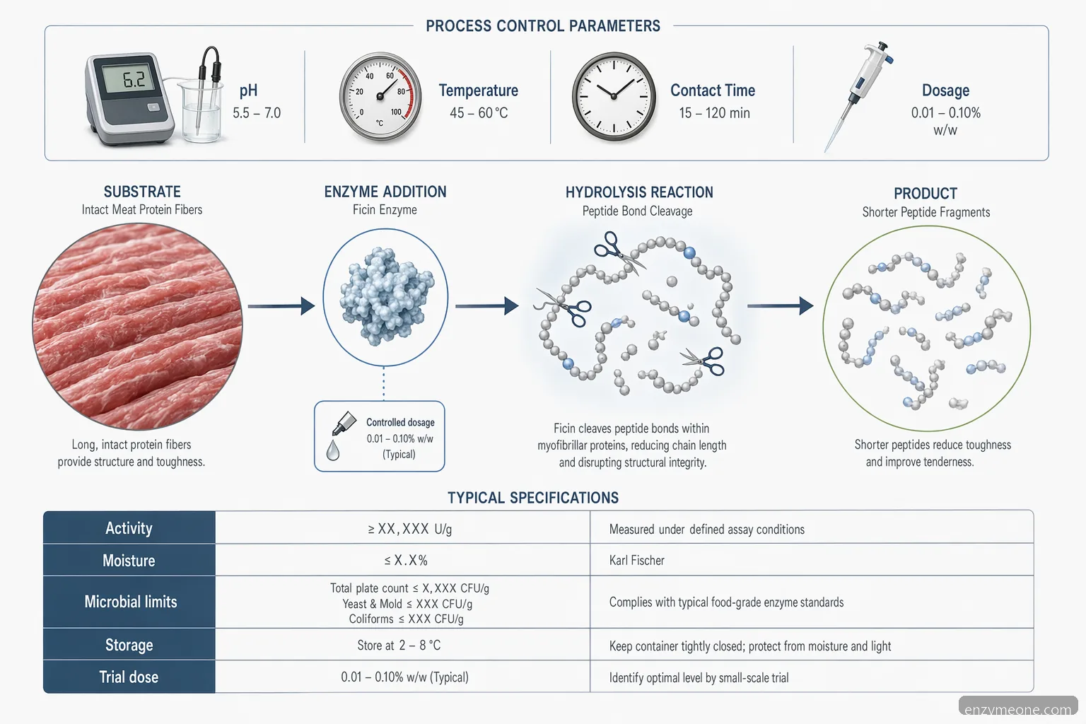 ficin enzyme supplier for meat tenderization pH temperature guide, mapping protein hydrolysis controls