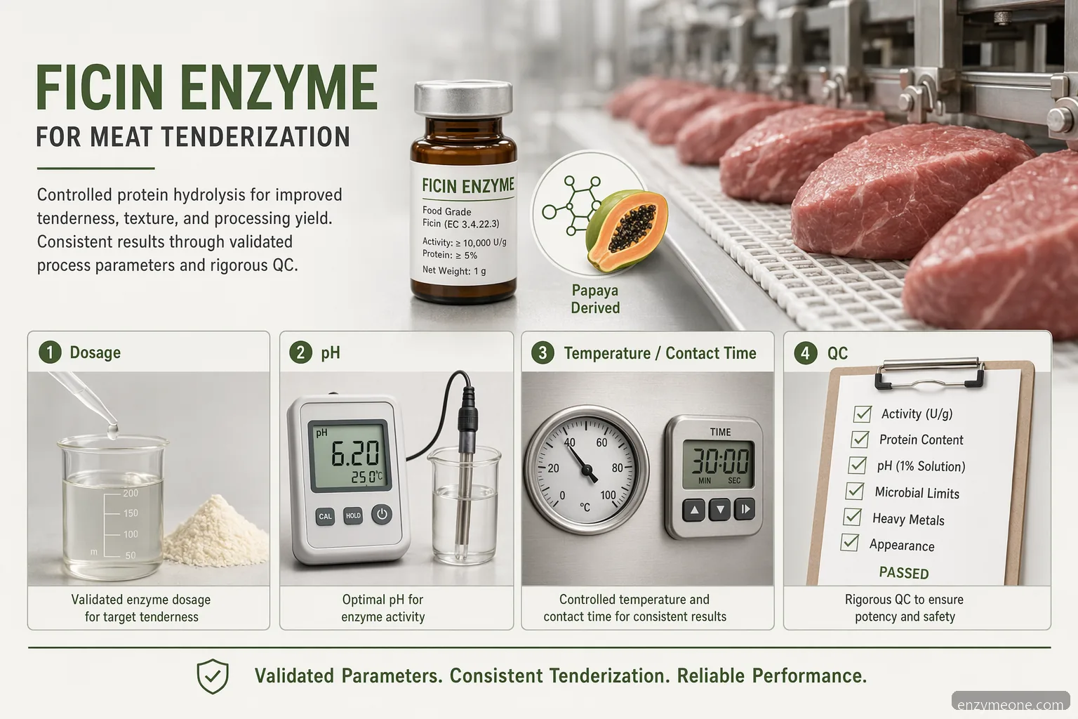 ficin enzyme supplier for meat tenderization dosage guide, showing dosage, pH, heat, QC controls