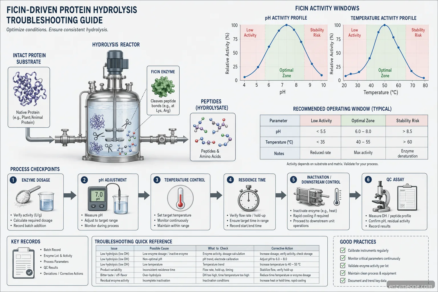 ficin for protein hydrolysis pH and temperature diagram showing activity window, peptide release, and QC checkpoints