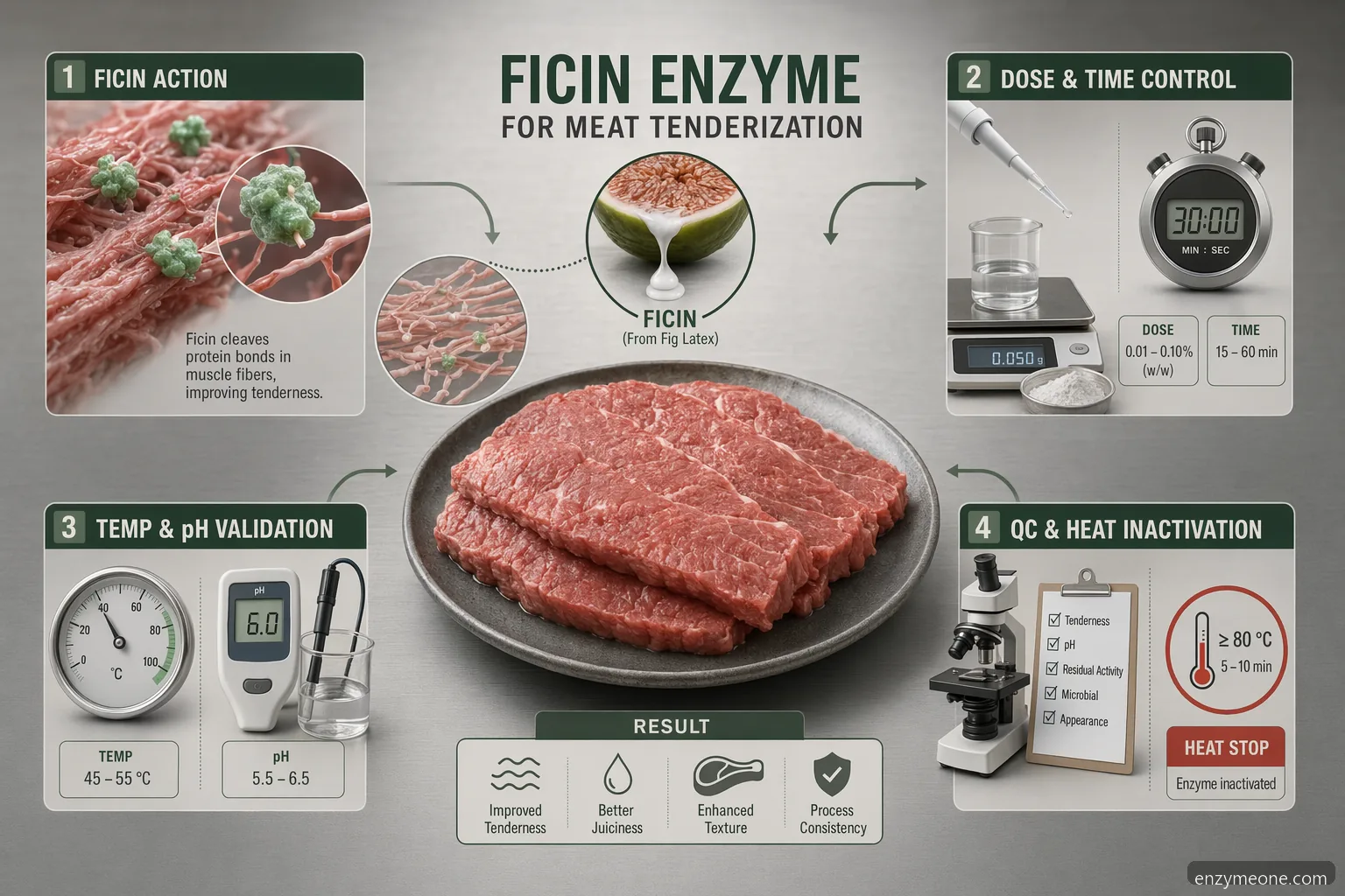fig enzyme til mørning af kød, guide med ficin-dosis, tid, temperatur, QC-tjek og inaktiveringskontrol