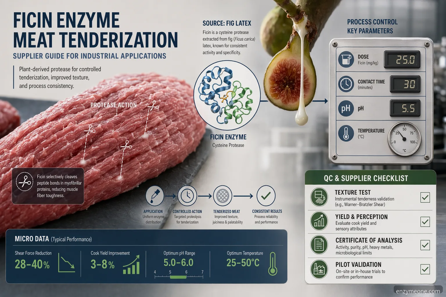 industrieller ficin enzyme Fleischzartmachung, Lieferantenleitfaden mit Dosierung, pH, Hitzestopp, QC und Dokumentation