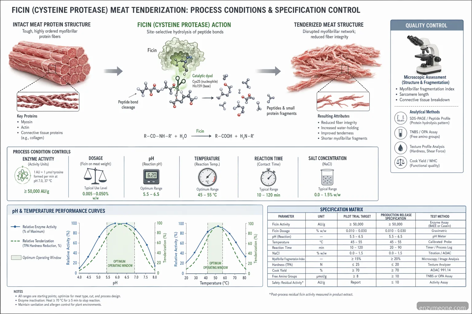 Industrial ficin meat tenderization process diagram showing substrate breakdown across pH, temperature, dosage, and QC checkpoints