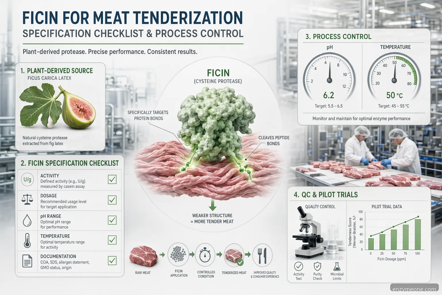 Industrial ficin meat tenderization specification checklist with enzyme activity, pH, temperature, dosage, and QC icons
